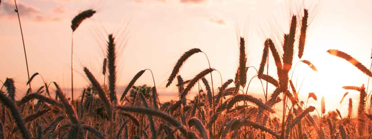 How Grain Whisky is Made