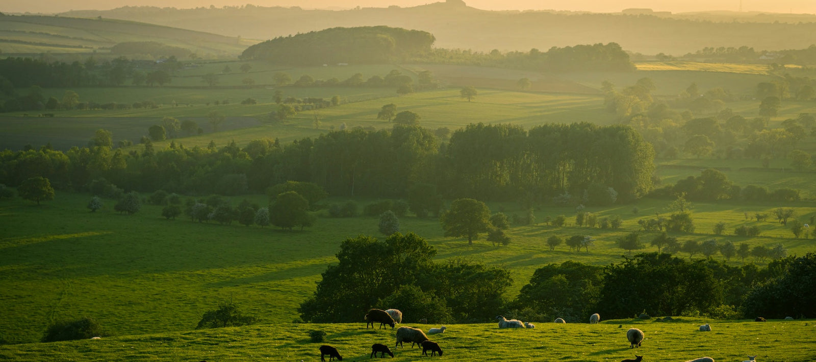 English Distilleries Edition, February 2026